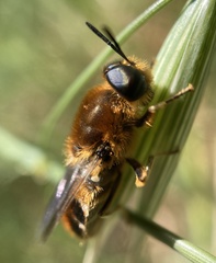 Stratiomys longicornis