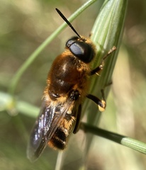 Stratiomys longicornis