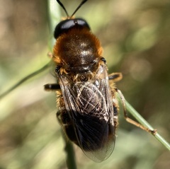 Stratiomys longicornis