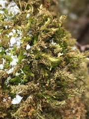 Sematophyllum adnatum