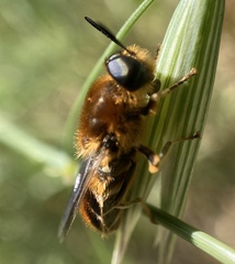 Stratiomys longicornis