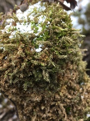 Sematophyllum adnatum