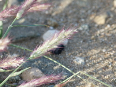 Cenchrus pennisetiformis