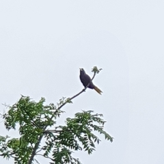 Psarocolius decumanus