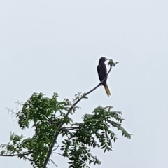 Psarocolius decumanus