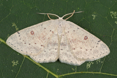 Cyclophora albipunctata