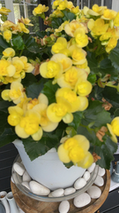 Begonia × hiemalis