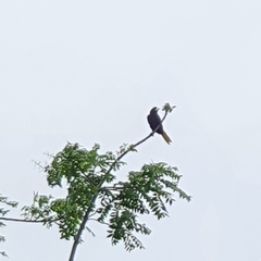 Psarocolius decumanus