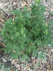 Potentilla intermedia