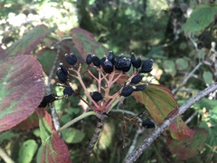 Viburnum lantanoides
