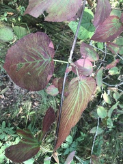 Viburnum lantanoides
