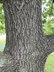 Magnoliopsida
