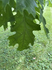 Magnoliopsida
