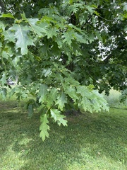 Magnoliopsida