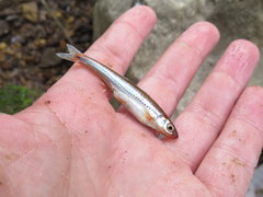 Notropis leuciodus