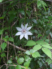 Clematis patens