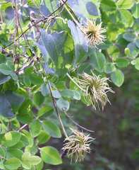 Clematis patens