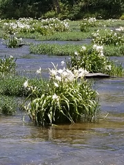 Hymenocallis coronaria