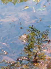 Lithobates catesbeianus