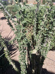 Fouquieria splendens