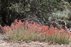 Castilleja montigena