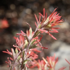 Castilleja montigena