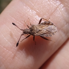 Strobilotoma typhaecornis