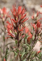 Castilleja montigena