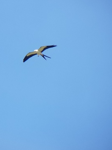 Elanoides forficatus image