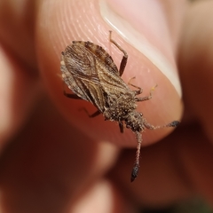 Strobilotoma typhaecornis