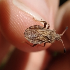 Strobilotoma typhaecornis
