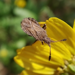 Strobilotoma typhaecornis