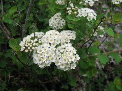 Spiraea trilobata