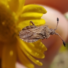 Strobilotoma typhaecornis