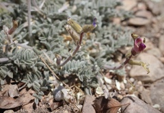 Astragalus leucolobus