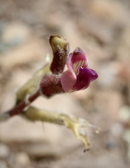 Astragalus leucolobus