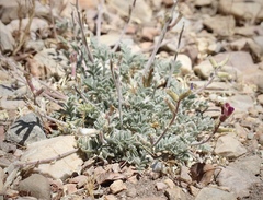 Astragalus leucolobus