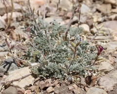 Astragalus leucolobus