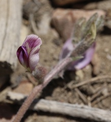 Astragalus leucolobus