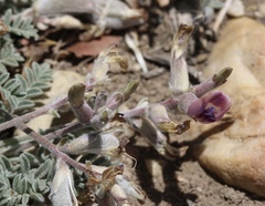 Astragalus leucolobus