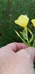 Oenothera heterophylla