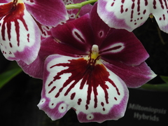 Miltoniopsis