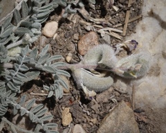 Astragalus leucolobus