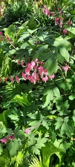 Lamprocapnos spectabilis