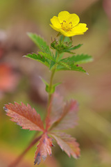 Potentilla asiatica
