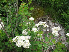 Spiraea trilobata