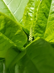 Phytolacca americana