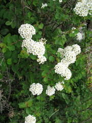 Spiraea trilobata
