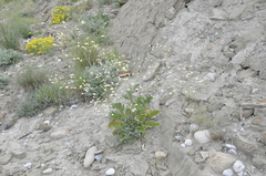 Crambe koktebelica