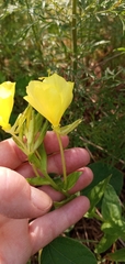 Oenothera heterophylla